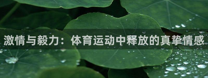皇冠277体育：激情与毅力：体育运动中释放的真挚情感