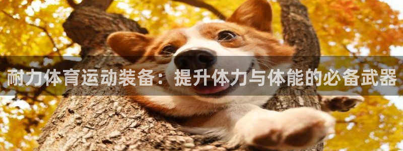 77体育：耐力体育运动装备：提升体力与体能的必备武器